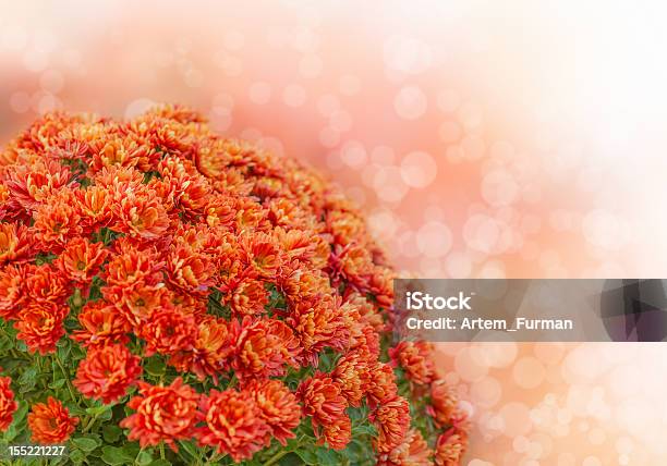 秋の生花ブーケ - アスターのストックフォトや画像を多数ご用意 - アスター, オレンジ色, カラフル
