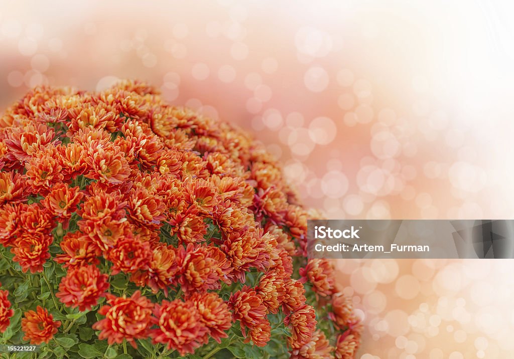 Bukiet z jesień kwiatów - Zbiór zdjęć royalty-free (Aster)