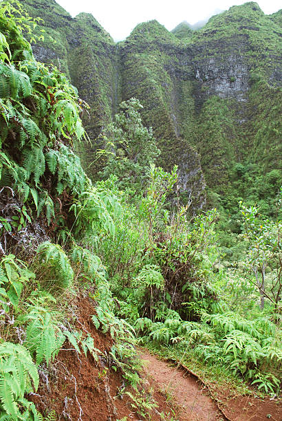 istock Hiking Trail in Hawaii 155222230