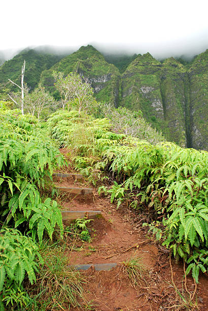 istock Hiking Trail in Oahu, Hawaii 155222236