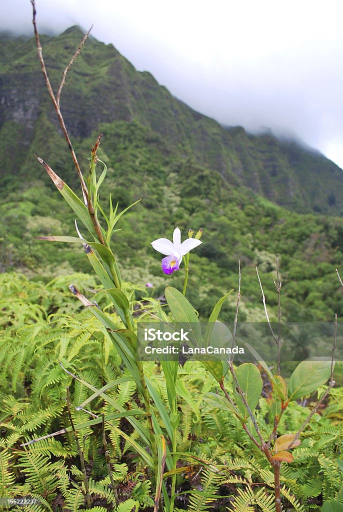 Wild Orchid Blooming in Hawaii Mountains Wild Orchid Blooming in the Mountains of Oahu, Hawaii Beauty In Nature Stock Photo