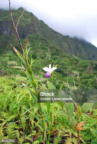 Wild Orchid Blooming In Hawaii Mountains Stock Photo - Download Image Now - Beauty In Nature, Botanical Garden, Botany