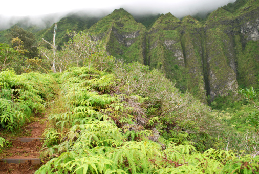 Spectacular hiking trail in Oahu, Hawaii goes via lush rainforest in Koolau Mountain Range.