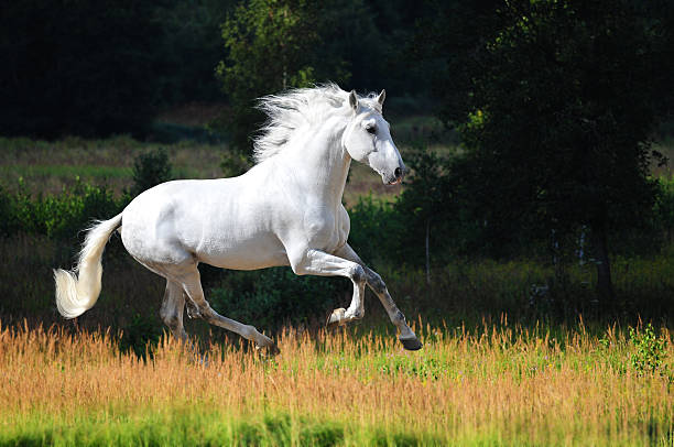 White Andalusian horse (Pura Raza Espanola) runs gallop in summer White Andalusian horse (Pura Raza Espanola) runs gallop in summer time andalusia photos stock pictures, royalty-free photos & images
