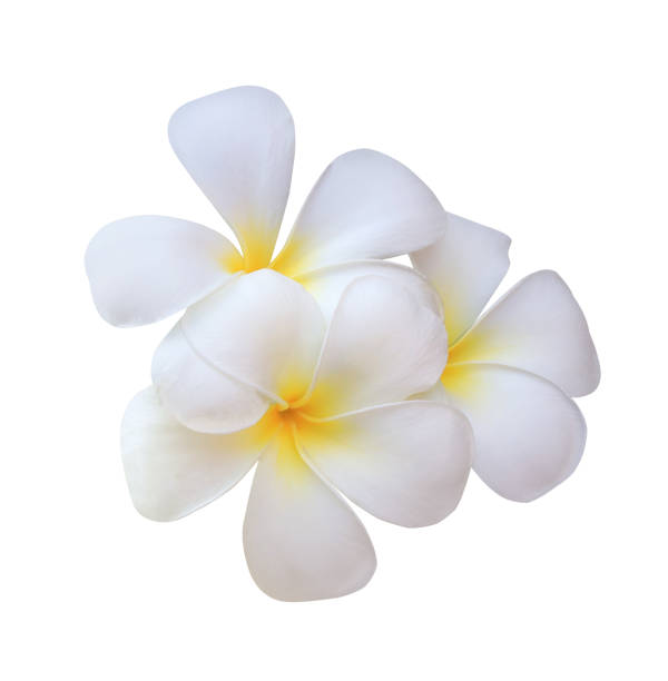 istock white plumeria flowers 1552235043