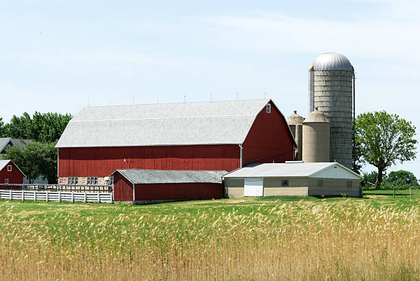 istock Tall Summer Grass in Front of Barn 155223884