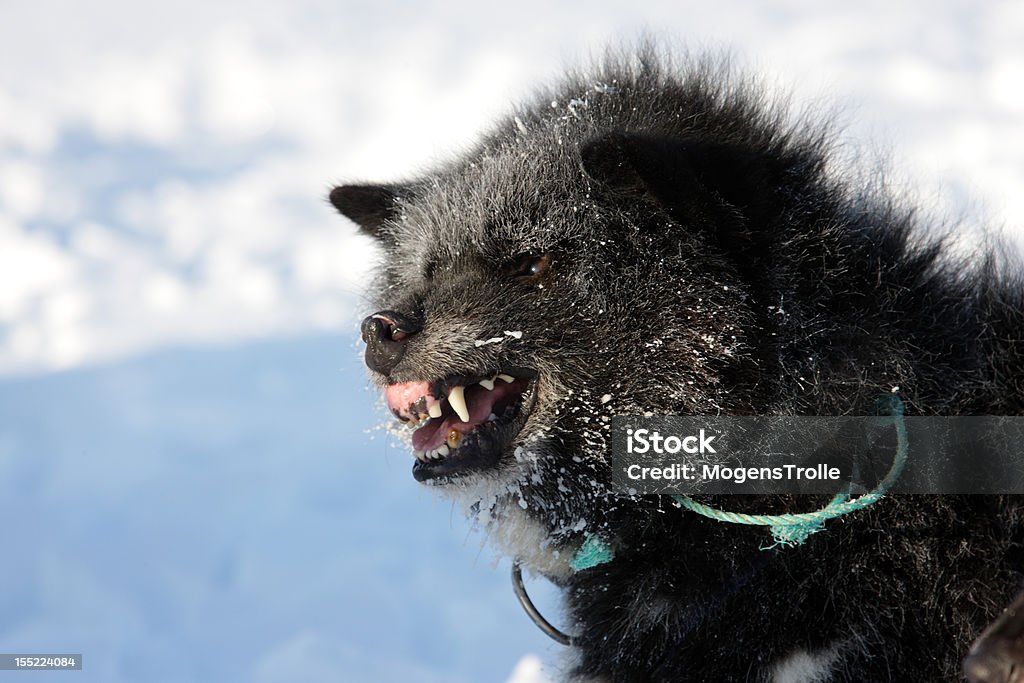 Urso Polar-caçador Husky Rosnar, Gronelândia Oriental - Royalty-free Fiorde Scoresby Sund Foto de stock