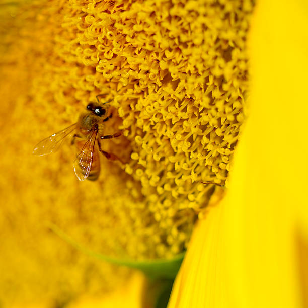 Bienenstich Verletzung Fotos Bilder und Stockfotos iStock