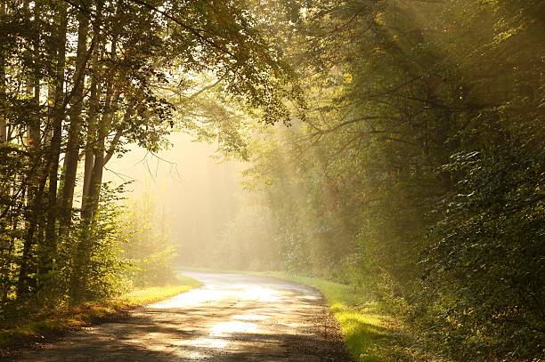 カントリーロードを、霧のかかった森の日の出 - autumn oak tree sun ストックフォトと画像