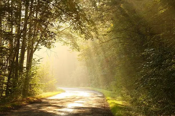 Photo of A country road through a forest