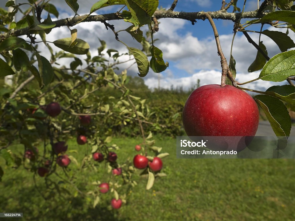 Macieira - Royalty-free Bretanha Foto de stock