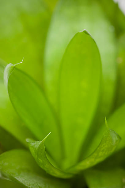 House Plant - SANSEVIERIA stock photo