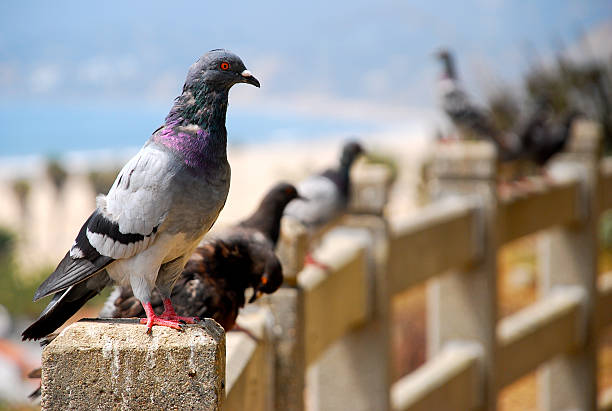 Piccioni su una fence at the beach - foto stock