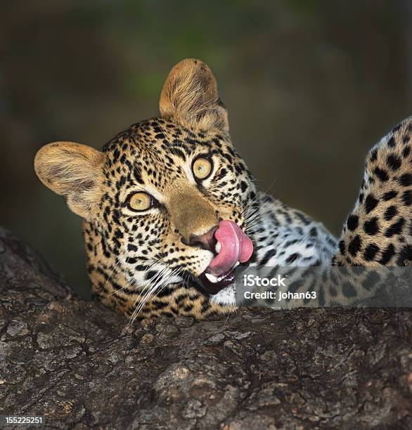 Leopardo En Árbol Foto de stock y más banco de imágenes de Leopardo - Leopardo, Acostado, Aire libre