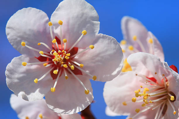 Cherry blossom stock photo