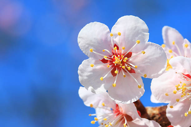 Cherry blossom stock photo