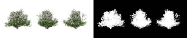 istock The shrub has flowers on a transparent background 1552254972