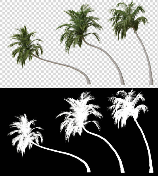 Coconut palm alpha channel on black background