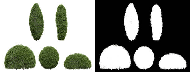 istock thuja shrubs on a transparent background 1552255551