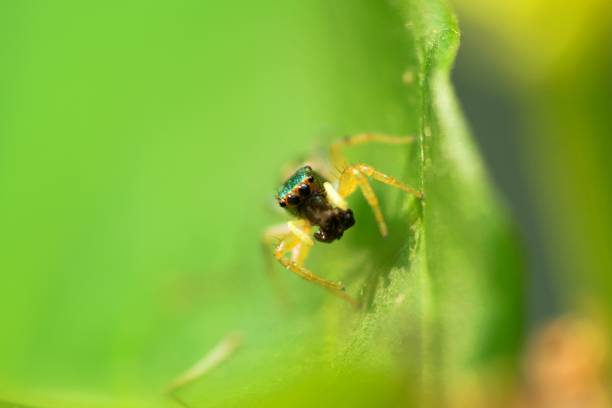 istock Photo Macro Of Spider 1552256342