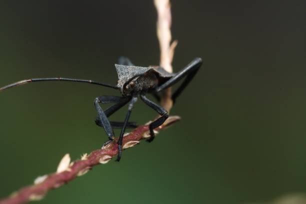 istock Walang sangit is an insect that is a pest 1552256674