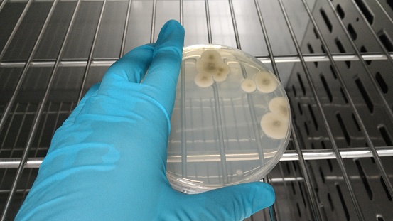 Close-up shot of a petri dish for checking an antibiotic in the laboratory.