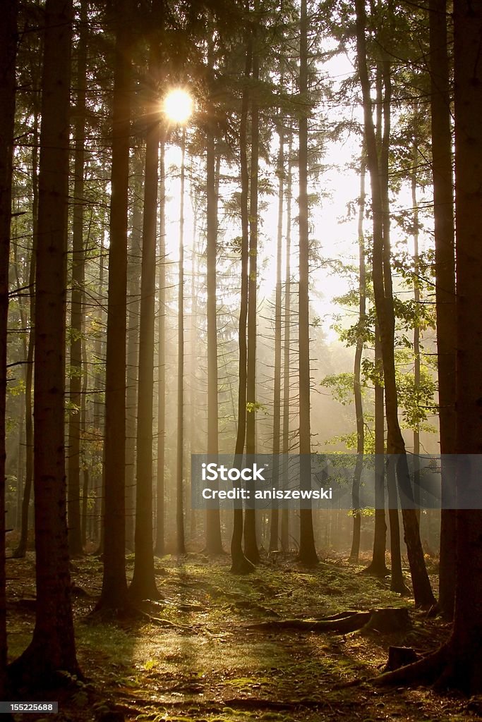 Coniferous Foresta all'alba - Foto stock royalty-free di Albero