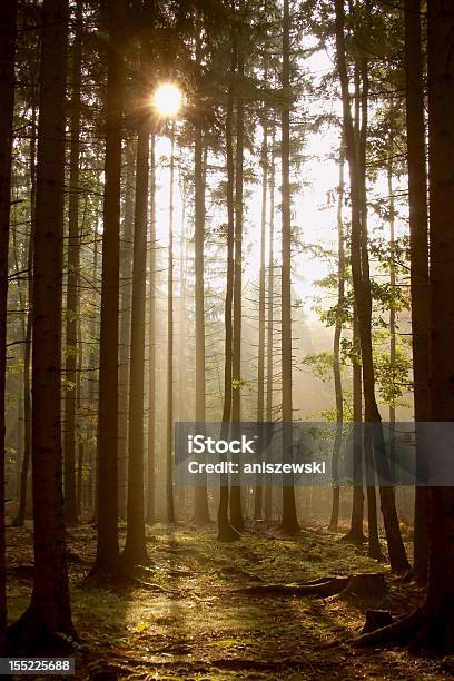 Coniferous Foresta Allalba - Fotografie stock e altre immagini di Albero - Albero, Boschetto, Foresta