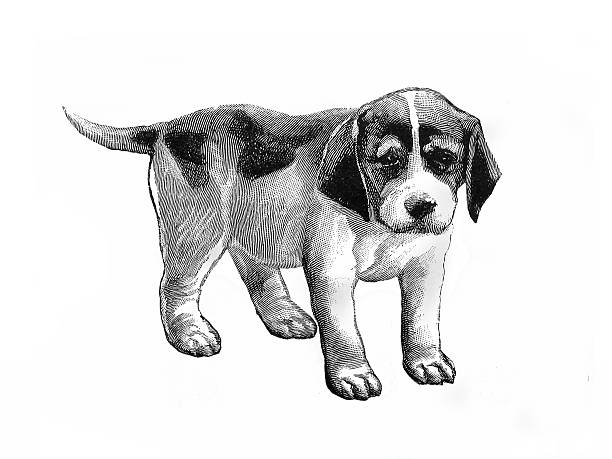 19th Century Engraving of a sad terrier puppy dog vector art illustration