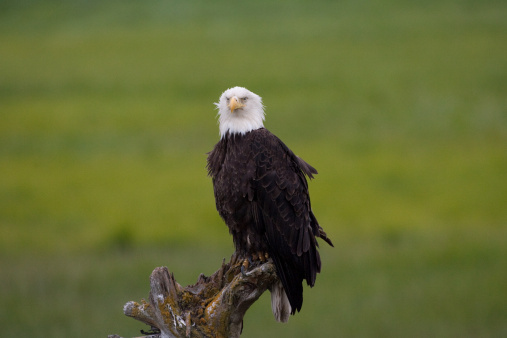 Bald eagle perched on this log in Homer, Alaska causing quite a back up on the road.  