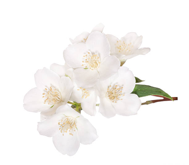 istock eight flowers on jasmine branch 155226217