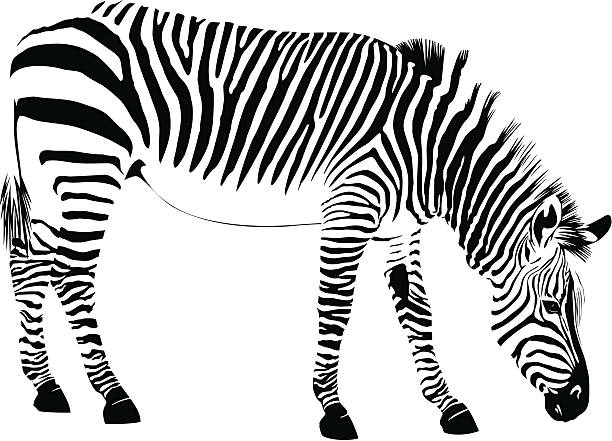 illustrazioni stock, clip art, cartoni animati e icone di tendenza di zebra - hide leather backgrounds isolated