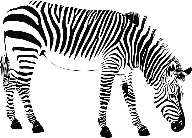 zebra - hide leather backgrounds isolated stock illustrations