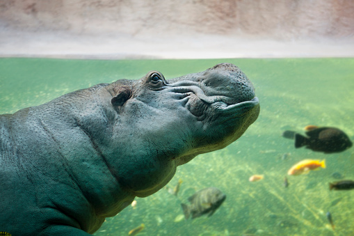 Close-up of hippo in water surrounded by fish.