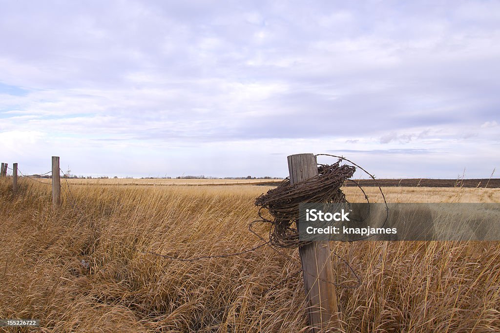 Arame farpado envolto em uma postagem - Foto de stock de Agricultura royalty-free