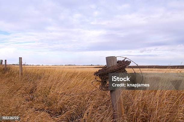 Foto de Arame Farpado Envolto Em Uma Postagem e mais fotos de stock de Agricultura - Agricultura, Ajardinado, Alberta