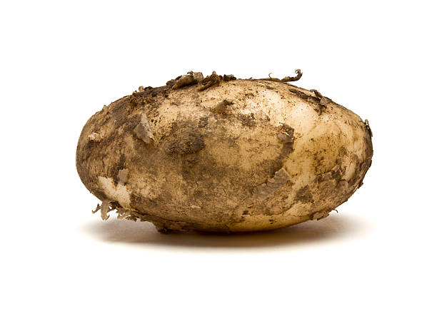 Lincoln new Potatoes stock photo