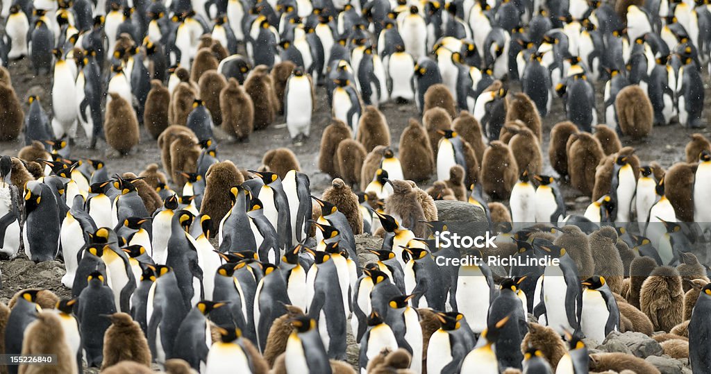 Cramped e lotadas - Foto de stock de Animal royalty-free