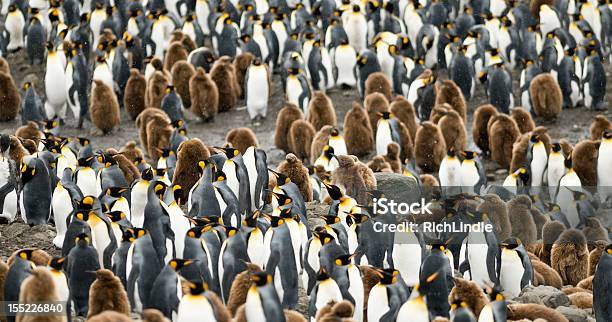 Foto de Cramped E Lotadas e mais fotos de stock de Animal - Animal, Antártica, Colônia - Grupo de Animais