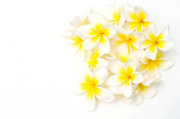 White Frangipani (Plumeria) flowers with space for text stock photo