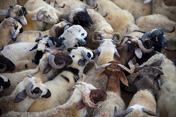 Sheep and Rams stock photo