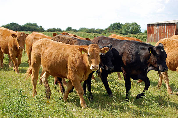istock Herd of Cows in a Field 155227595