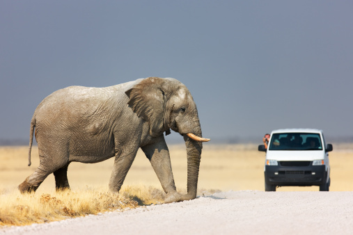 Tourist leaning out of vehicle to photograph a huge  elephant walking over road; Etosha