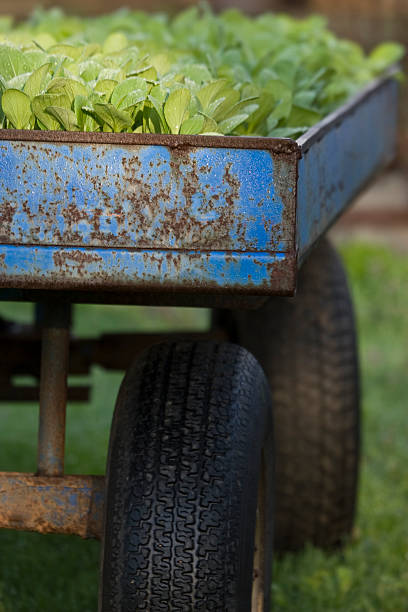 Wagon of Fresh Bok Choy stock photo