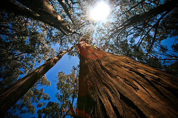 eukalyptus grove - haleakala national park maui nature volcano stock-fotos und bilder