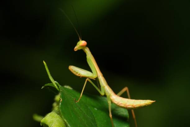 istock Macro photo of mantis grasshopper child 1552284289