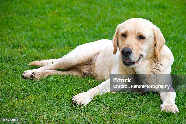 Mans Best Friend Stock Photo - Download Image Now - Yellow Labrador Retriever, Dog, Grass