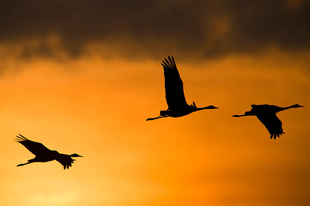 istock Common European Cranes (Grus Grus) in the sunset 155228584