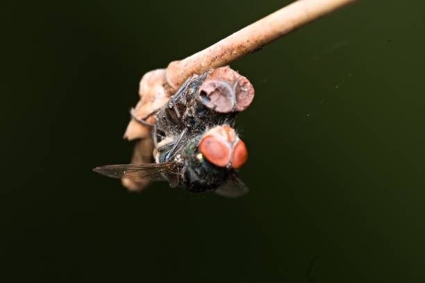 les mouches s’accouplent sur un tronc d’arbre - death fear focus on shadow isolated objects photos et images de collection