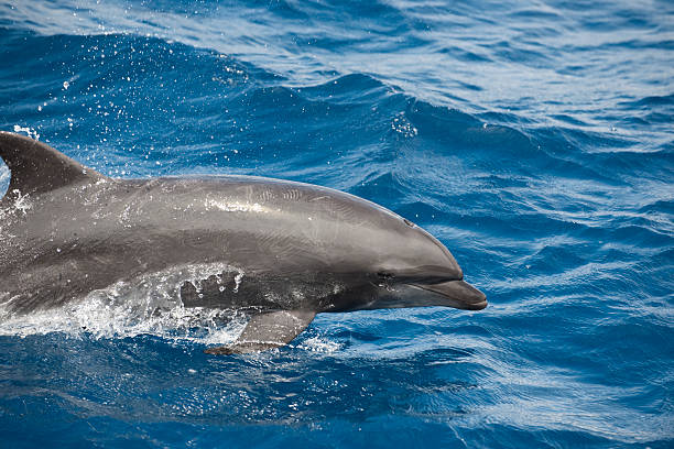 Dolphin in the surface stock photo